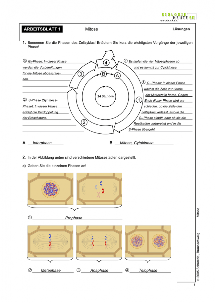 farbung arbeitsblatt zellzyklus