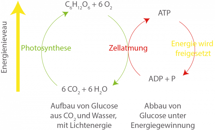 arbeitsblatt antworten auf fotosynthese und zellatmung