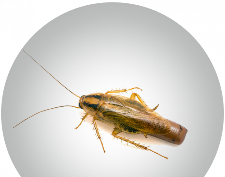 ungeziefer küche kleine braune käfer