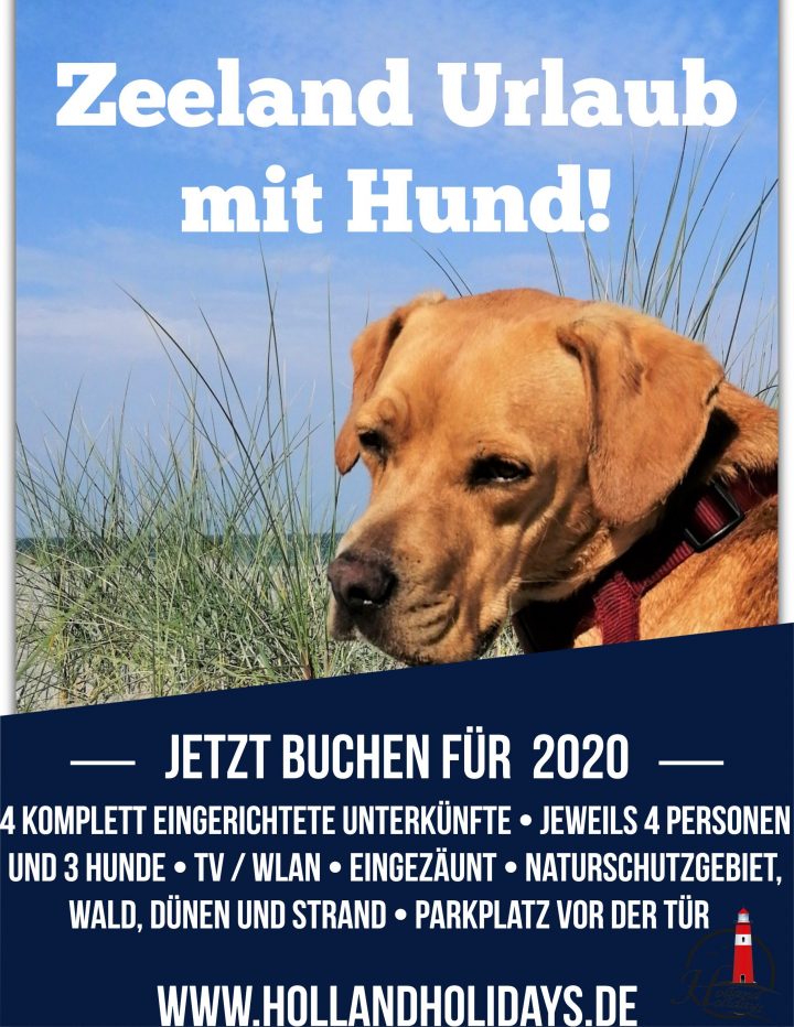 zeeland mit hund am strand