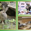 10 Regeln Der Kaninchen-Haltung | Tierheimtv Informiert verwandt mit Kaninchen Als Haustier Was Muss Man Beachten