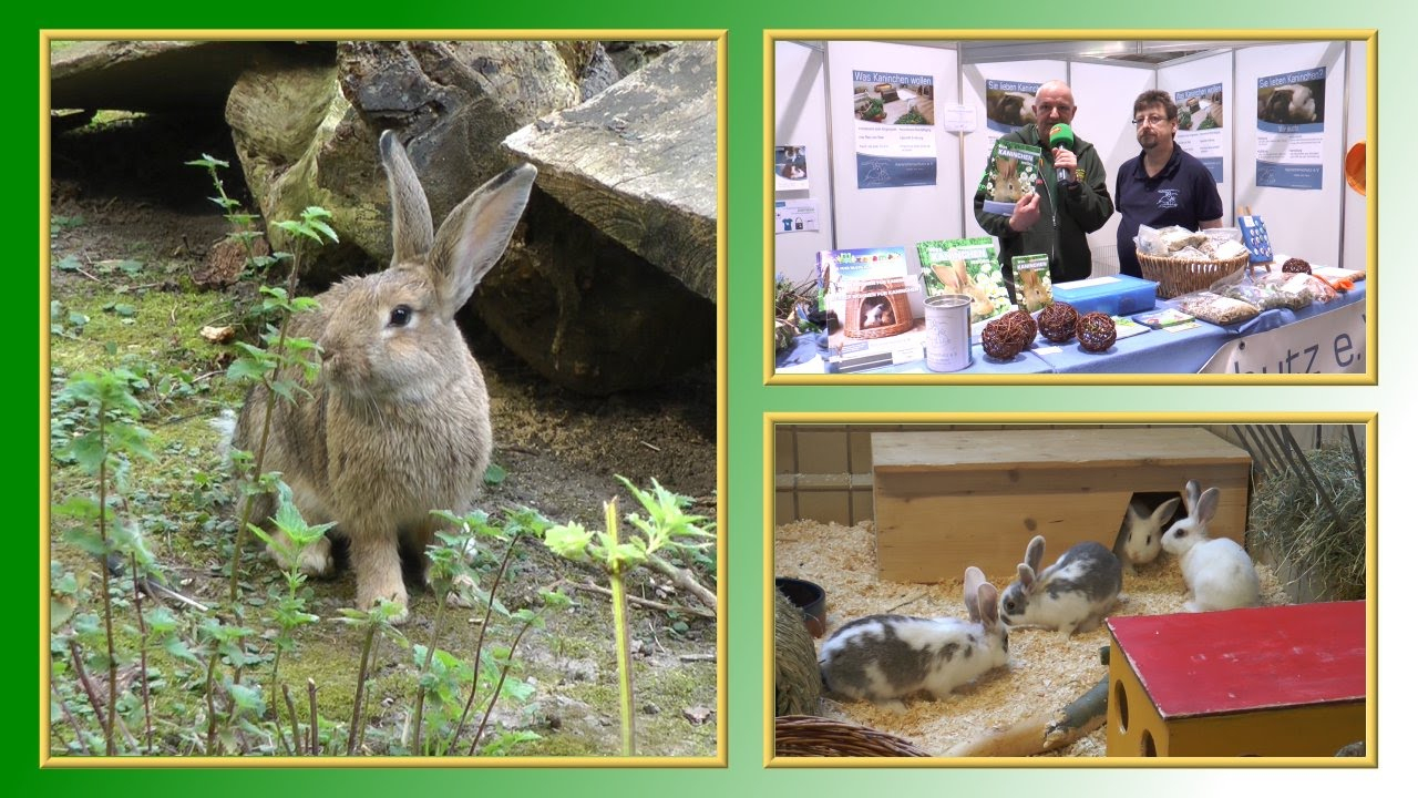 10 Regeln Der Kaninchen-Haltung | Tierheimtv Informiert verwandt mit Kaninchen Als Haustier Was Muss Man Beachten