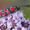 1000 Antworten Wo Schlafen Schmetterlinge? | Umwelt &amp; Natur in Schmetterlinge Insekten