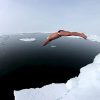 1000 Fragen: Wo Ist Es Kälter, Am Süd- Oder Nordpol? - Der mit Warum Ist Der Südpol Kälter Als Der Nordpol