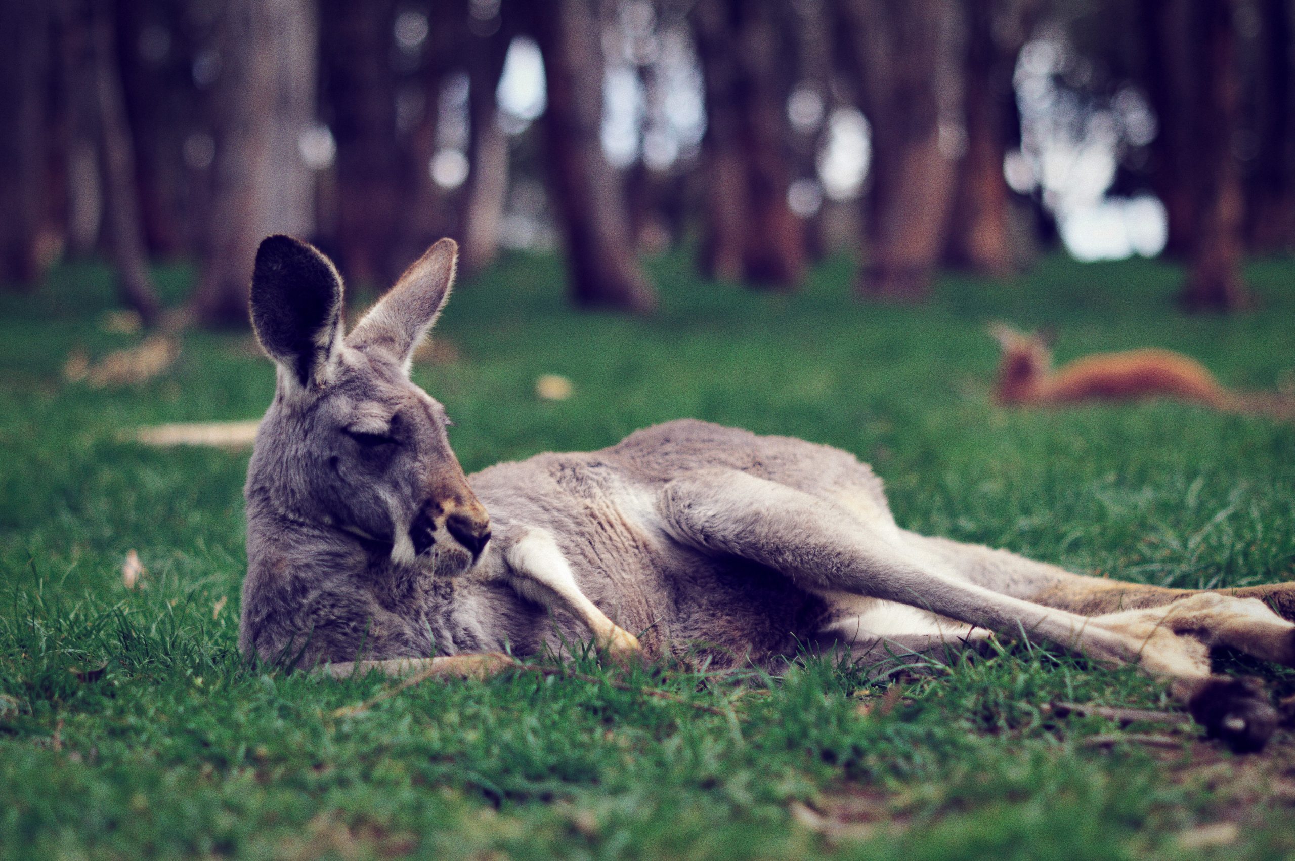 11 Unglaubliche Känguru Fakten - Australien Backpackers Guide bestimmt für Haben Männliche Kängurus Einen Beutel
