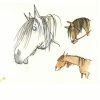 21. März – Melaniegaranin verwandt mit Pferdeköpfe Zeichnen