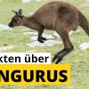 29 Steckbrief-Fakten Über Kängurus - Doku-Wissen Für Kinder innen Haben Männliche Kängurus Einen Beutel
