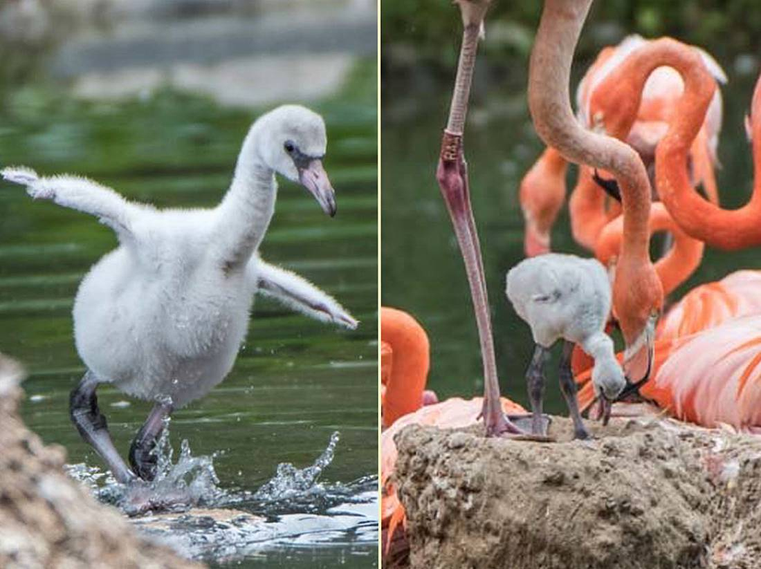 3 Spannende Fakten, Die Sie Über Flamingos Noch Nicht über Warum Stehen Flamingos Auf Einem Bein