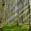 31 Wald Bilder Zum Ausdrucken - Besten Bilder Von Ausmalbilder bestimmt für Bilder Vom Wald Zum Ausdrucken