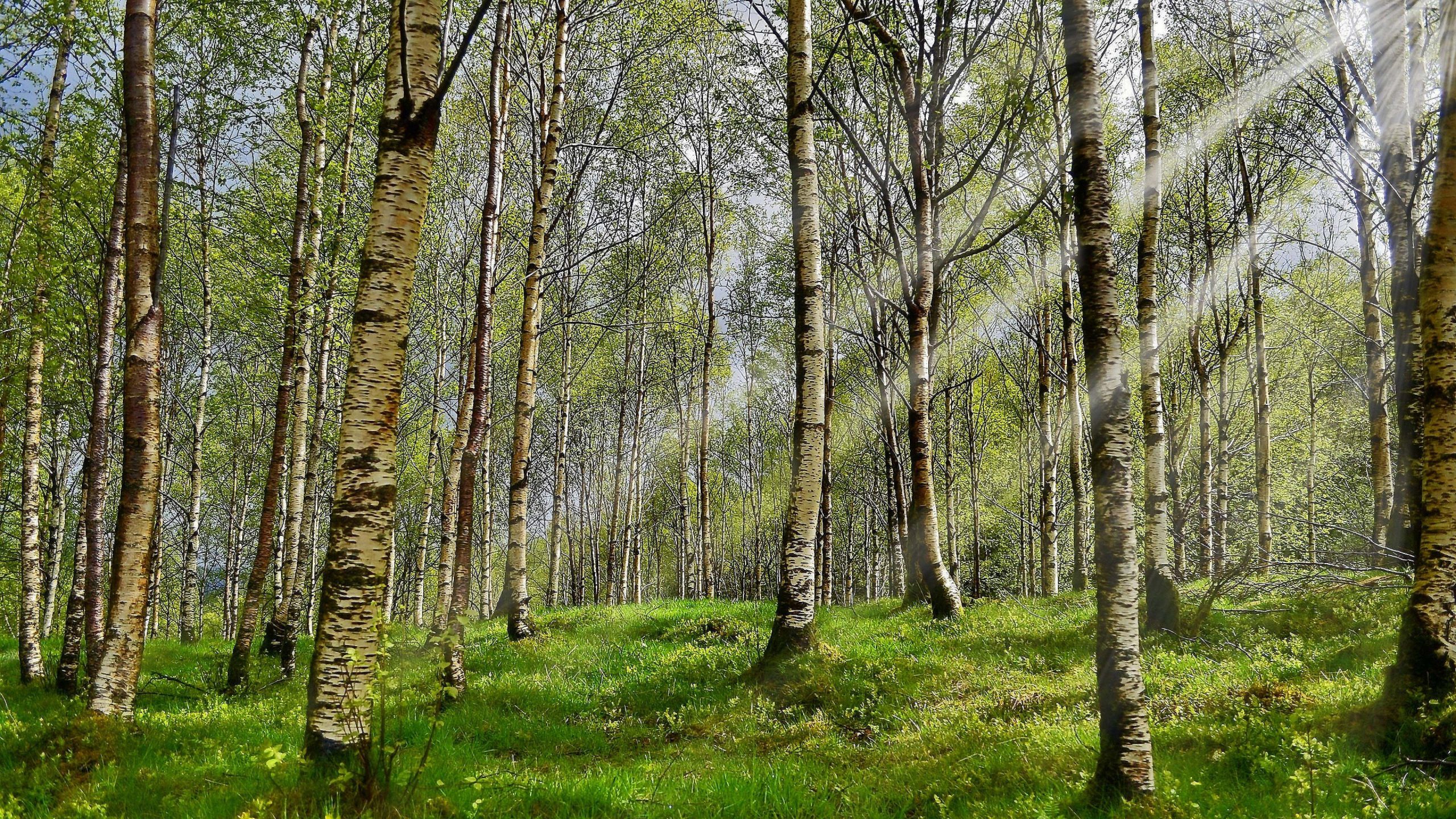 31 Wald Bilder Zum Ausdrucken - Besten Bilder Von Ausmalbilder bestimmt für Bilder Vom Wald Zum Ausdrucken