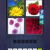 4 Bilder 1 Wort Lösung [Blume, Blume, Blume, Blüte] über Blume Mit 6 Buchstaben