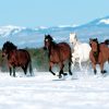 4 Pferde Hintergründe - Kostenlos Herunterladen für Pferde Bilder Kostenlos Herunterladen