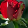 750 X 1334 Rose - Desktop-Hintergrundbilder Zum Download, Blumen in Blumen Hintergrundbilder Kostenlos