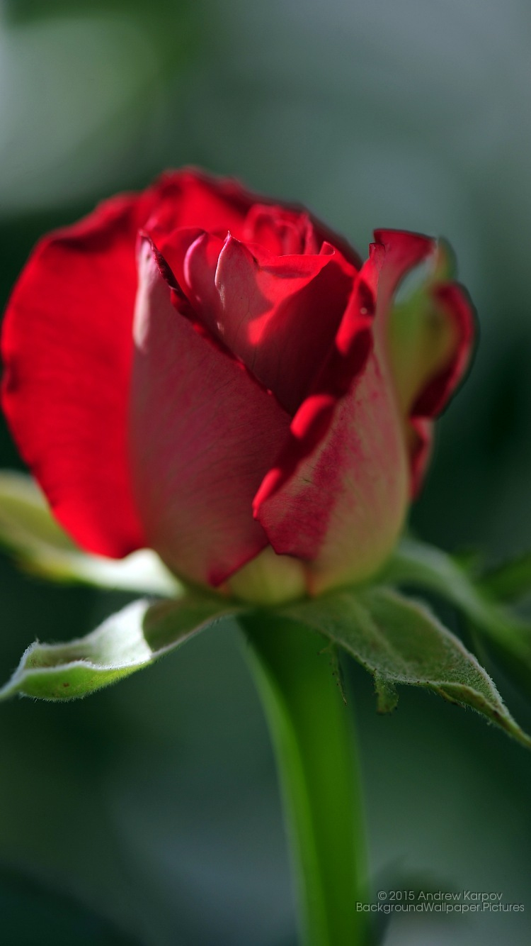 750 X 1334 Rose - Desktop-Hintergrundbilder Zum Download, Blumen in Blumen Hintergrundbilder Kostenlos