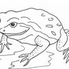 8 Beste Ausmalbilder Frosch Vorlage Kostenlos Drucken (Mit innen Frosch Malvorlage