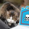 Achtung Lebensgefahr: Frostschutzmittel Sind Ein Großes verwandt mit Was Passiert Wenn Katzen Alkohol Trinken