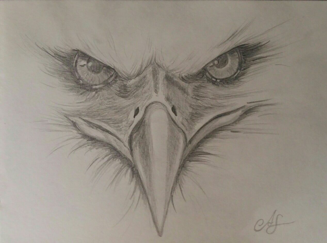 Adler Gezeichnet Nach Vorlage | Adler Gemälde, Vögel bei Zeichnen Tiere Vorlagen