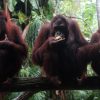 Affe Freundliche Drei, Affe, Sitzen Bilder Kostenlos in Tierfotos Kostenlos
