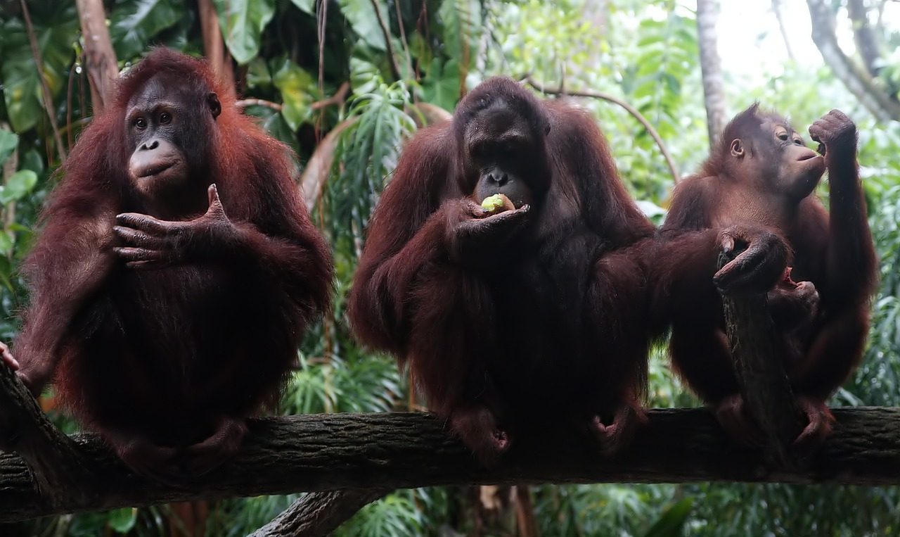 Affe Freundliche Drei, Affe, Sitzen Bilder Kostenlos in Tierfotos Kostenlos
