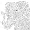 African Or Indian Elephant, Isolated On White Background bestimmt für Ausmalbilder Afrika