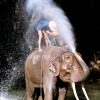 Afrikanische Und Asiatische Elefantenköpfe mit Unterschied Afrikanischer Und Indischer Elefant