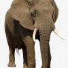 Afrikanischer Elefant Indischer Elefant Trophäe Jagd bei Indische Und Afrikanische Elefanten