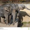 Afrikanischer Elefant Und Indische Elefanten Stockbild ganzes Indische Und Afrikanische Elefanten