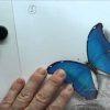 Airbrush Schablonen Zum Ausdrucken - Der Schmetterling ganzes Airbrush Schablonen Ausdrucken