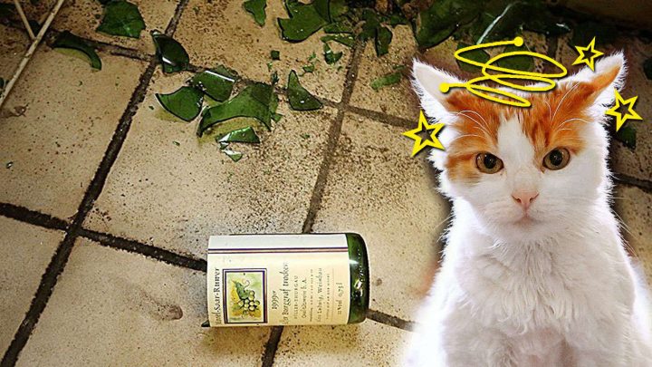 Alkoholvergiftung: Katze Mit Kater In Klinik! - News Inland bestimmt für Was Passiert Wenn Katzen Alkohol Trinken