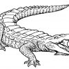 Alligator Coloring Pages | Cocodrilo Dibujo, Tatuaje De ganzes Krokodil Bilder Zum Ausmalen