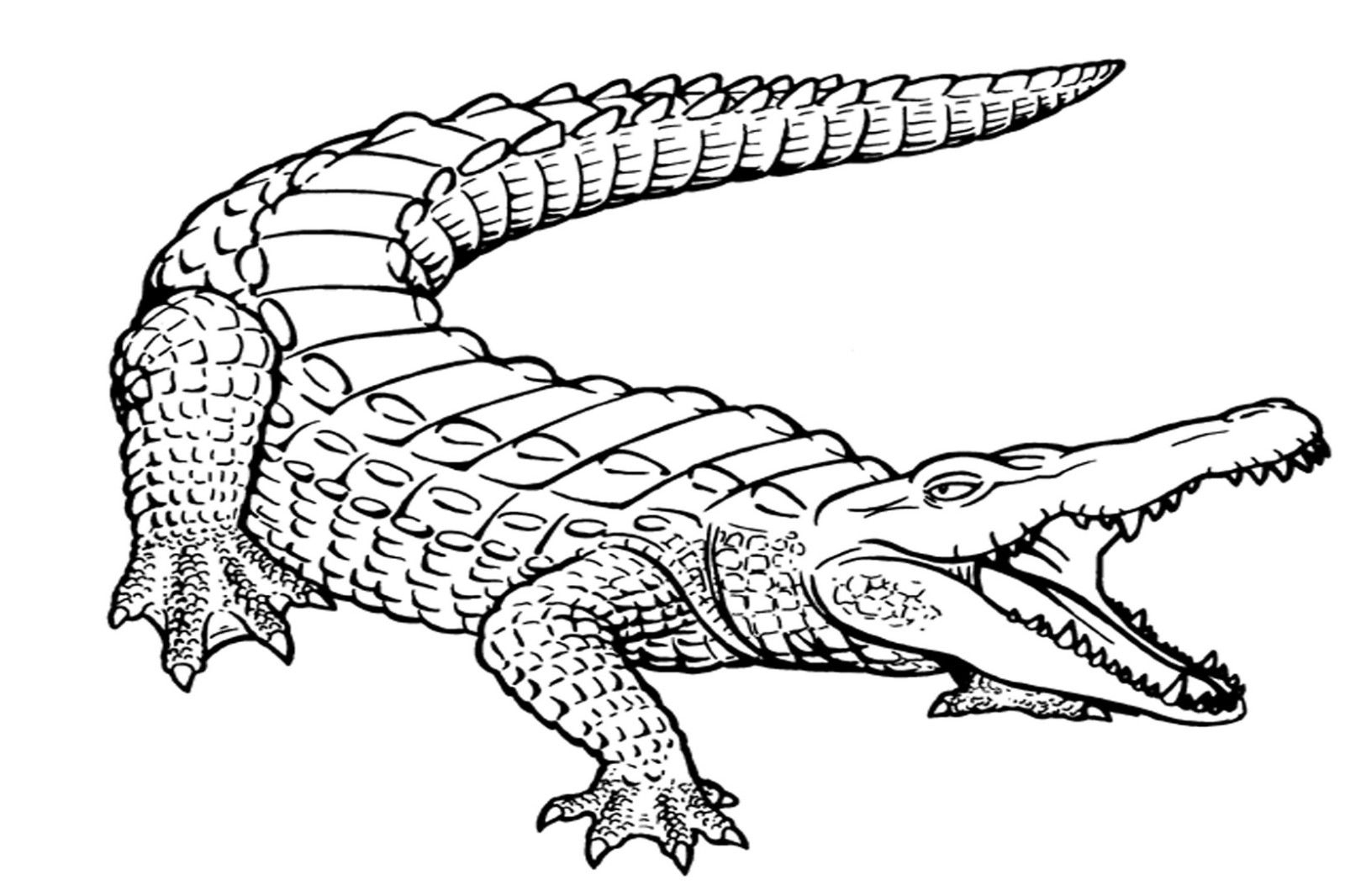 Alligator Coloring Pages | Cocodrilo Dibujo, Tatuaje De ganzes Krokodil Bilder Zum Ausmalen