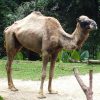 Altweltkamele – Wikipedia ganzes Wie Lange Können Kamele Ohne Wasser Auskommen