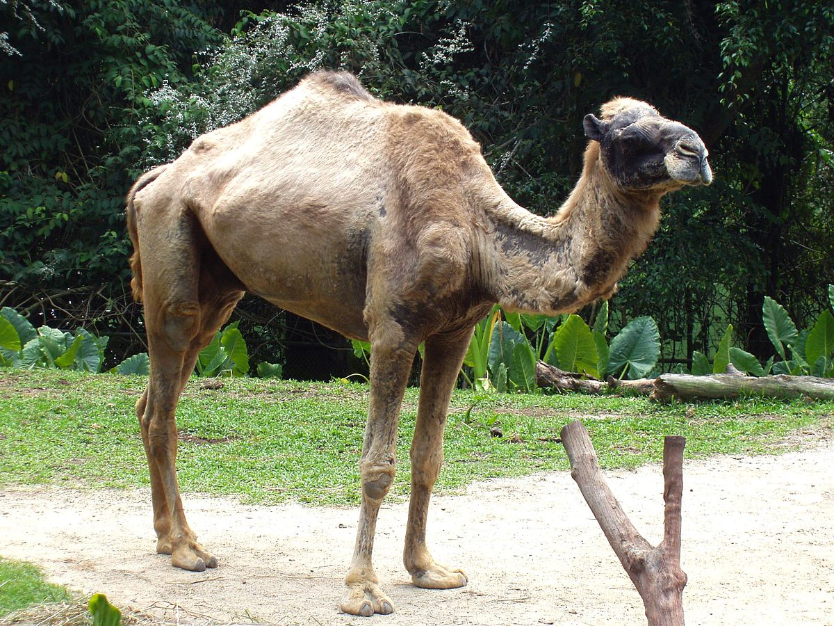 Altweltkamele – Wikipedia ganzes Wie Lange Können Kamele Ohne Wasser Auskommen