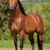 American Quarter Horse. #horse #horses (Mit Bildern ganzes Pferderassen Von A Bis Z Mit Bildern