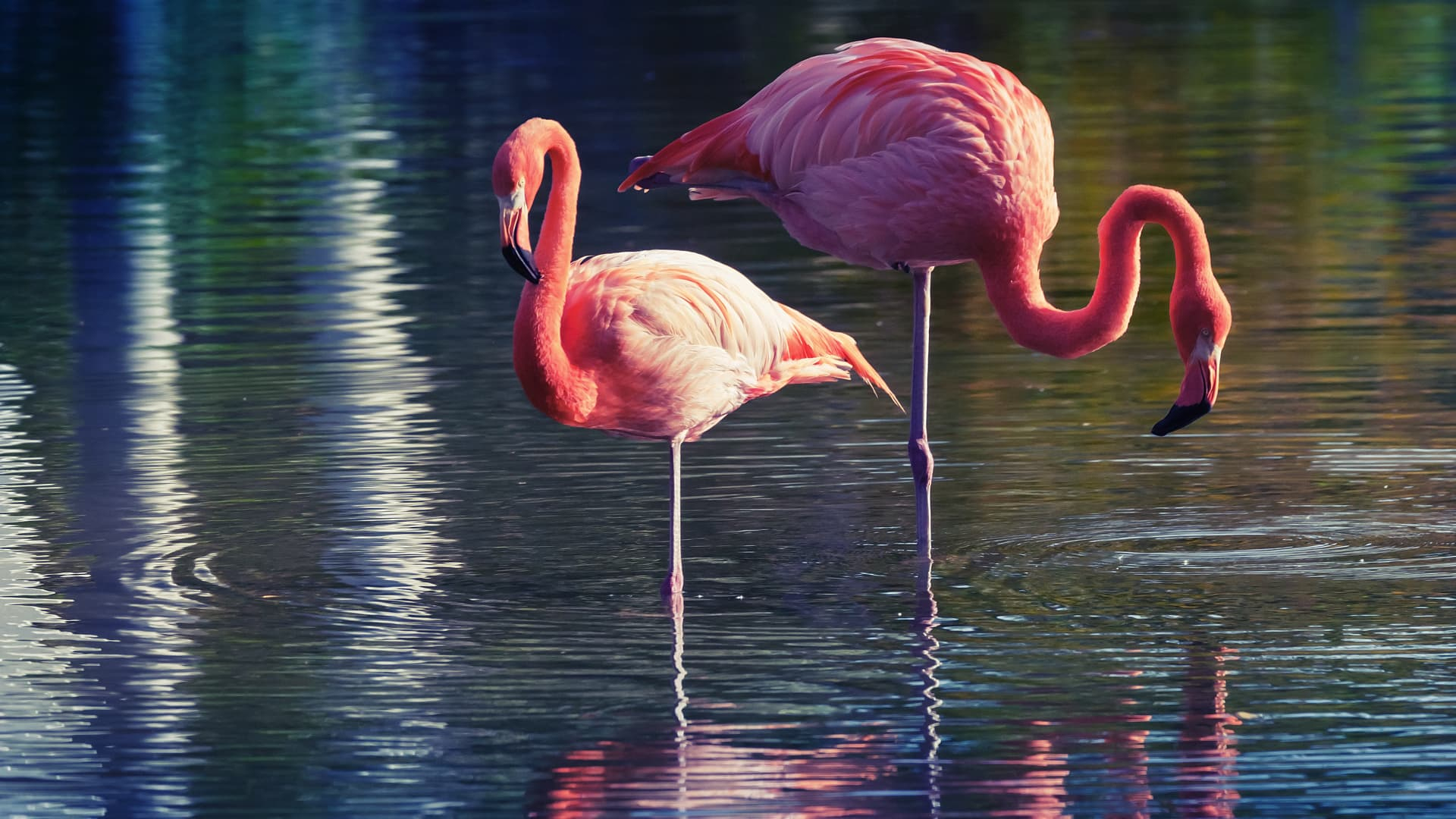 Anatomie: Selbst Tote Flamingos Können Auf Einem Bein Stehen über Warum Stehen Flamingos Auf Einem Bein