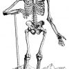 Animal Skeleton Images | Animal Skeleton Colouring Pages ganzes Skelett Ausdrucken