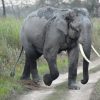 Asiatischer Elefant – Wikipedia bei Unterschied Afrikanischer Und Indischer Elefant