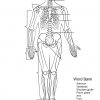 Ausmalbild: Arbeitsblatt, Das Menschliche Skelett für Skelett Ausdrucken