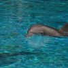 Ausmalbild Delphin - Kostenlose Malvorlagen ganzes Delphine Bilder Kostenlos