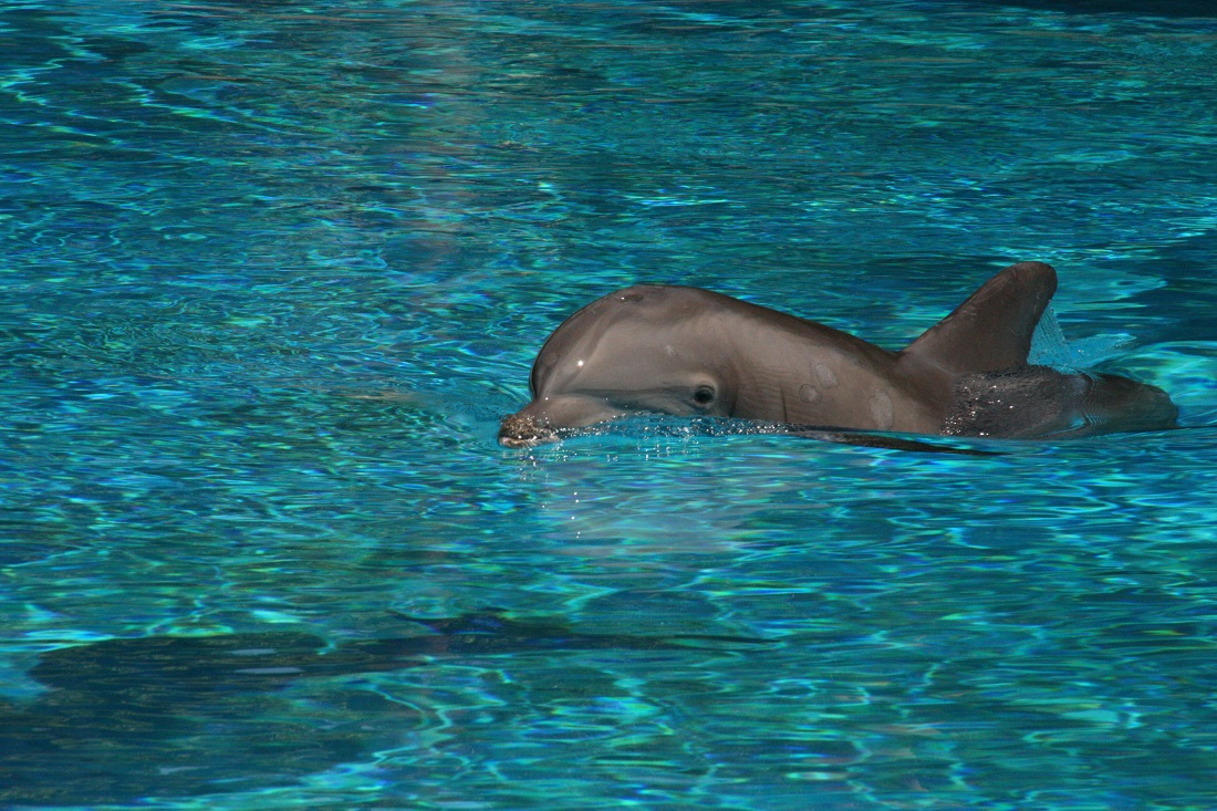 Ausmalbild Delphin - Kostenlose Malvorlagen ganzes Delphine Bilder Kostenlos