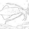 Ausmalbild: Gemeiner Kalmar | Ausmalbilder Kostenlos Zum mit Ausmalbilder Meerestiere