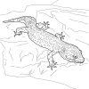 Ausmalbild: Leopardgecko | Ausmalbilder Kostenlos Zum Ausdrucken verwandt mit Gecko Malvorlage