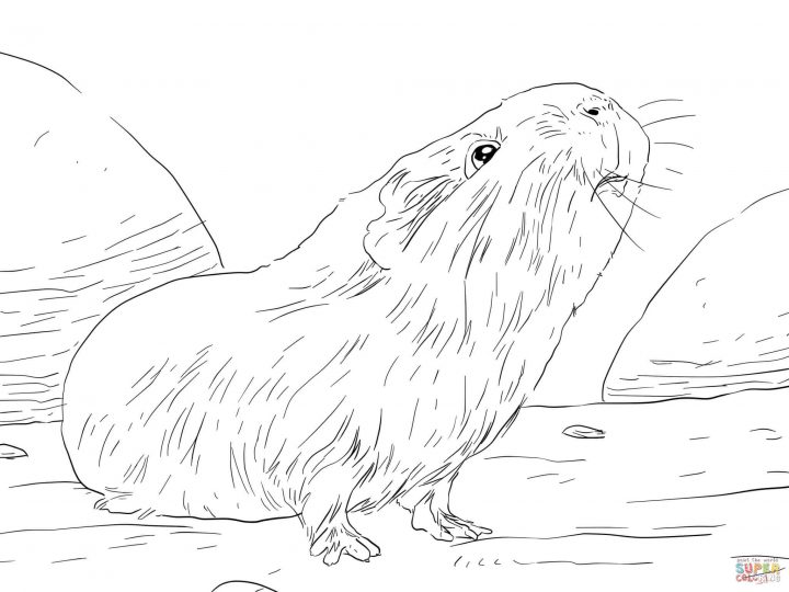 Ausmalbilder Meerschweinchen Kaninchen : Pin on Kids colorings / Machen