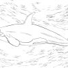 Ausmalbild: Orca, Oder Killerwal | Ausmalbilder Kostenlos mit Orca Bilder Zum Ausmalen