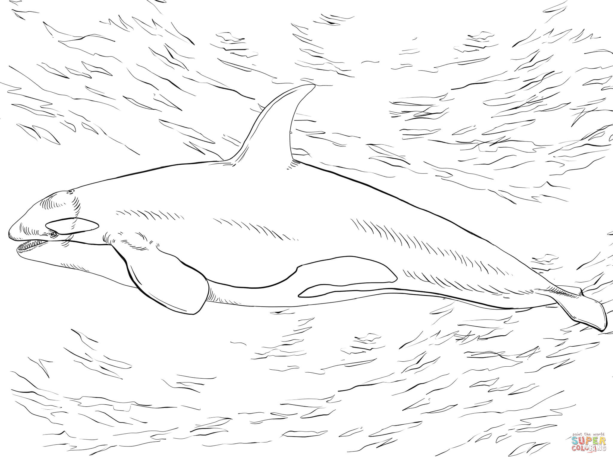 Ausmalbild: Orca, Oder Killerwal | Ausmalbilder Kostenlos mit Orca Bilder Zum Ausmalen