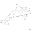 Ausmalbild: Orca Oder Schwertwal | Ausmalbilder Kostenlos bestimmt für Orca Bilder Zum Ausmalen