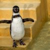 Ausmalbild Pinguin - Kostenlose Malvorlage bei Bilder Von Pinguinen Zum Ausdrucken