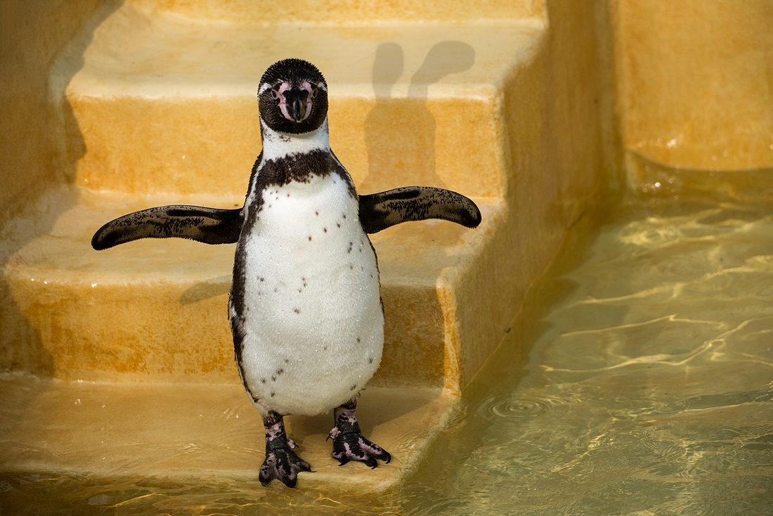 Ausmalbild Pinguin - Kostenlose Malvorlage bei Bilder Von Pinguinen Zum Ausdrucken