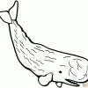 Ausmalbild: Pottwal | Ausmalbilder Kostenlos Zum Ausdrucken für Wal Zum Ausmalen