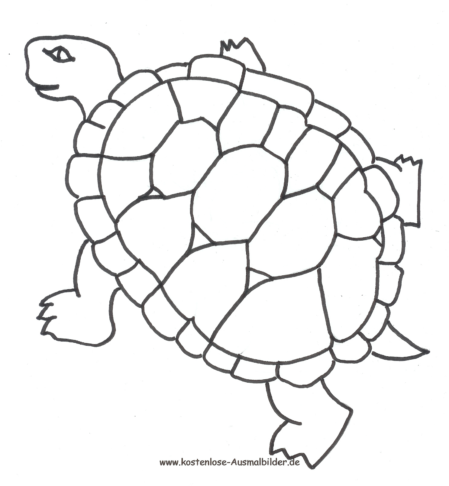 Ausmalbild Schildkröte Zum Ausdrucken bestimmt für Schildkröte Malvorlage